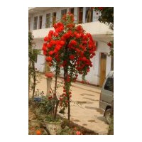 供应树状月季