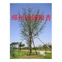 供应徐州银杏树