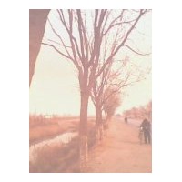 主要品种有老式法桐及新品种速生法桐、国槐、白腊、合欢、垂柳、