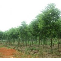 优质苗木供应桂花、香泡、广玉兰、香柚等