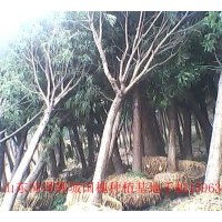 山东国槐基地供应国槐