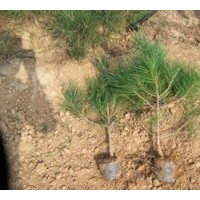 30~50公分油松营养杯