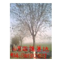 供应长清国槐 法桐 垂柳