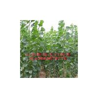 山东速生杨 107速生杨