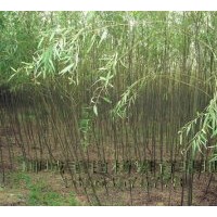 山东速生柳 优质速生柳