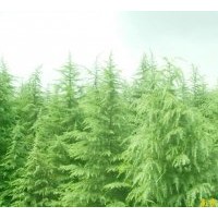 出售雪松 广玉兰 桂花 香樟 女贞