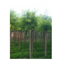 供应金叶榆 垂柳 河北垂柳 速生柳 河北速生柳 火炬 河北火炬 国