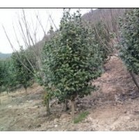 供应各类规格茶花，茶梅