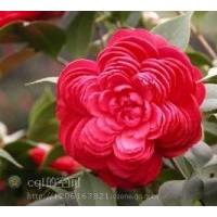 福建蟹爪兰、杜鹃花、六角茶花、君子兰、碧玉