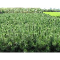 供应绿化苗木：欧美107、108速生杨、新疆杨、毛白杨、中华红叶杨