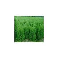 蜀桧龙柏供应 蜀桧，龙柏，红叶石楠，大叶女贞