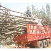 供速生杨1-25公分 国槐1-30公分