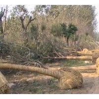 专业种植法桐、绿化法桐，速生法国梧桐，国槐、黄金槐