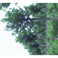 法桐基地 济宁法桐庆营苗木