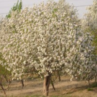 小区海棠树供应
