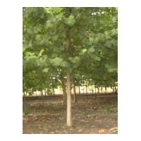 供应法桐树 法国梧桐树红利园林