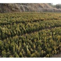 供应红叶石楠 中华石楠 红叶碧桃 红花继木 金叶女贞 各种规格