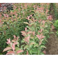 大量出售果树苗占地苗绿化苗风景树，各种树