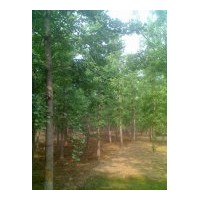 最新银杏树价格 达丰银杏提供