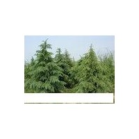 河南雪松，南京雪松,北京雪松,天津雪松,山西雪松,河北雪松,山东