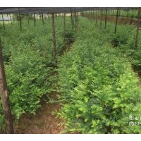 销售4年生南方红豆杉苗