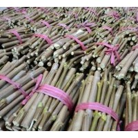 速生法桐扦插条 北栾 千头村 榆树 臭椿 小龙拍