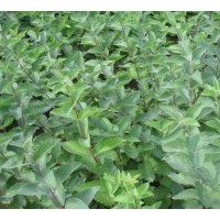 急售，扦插苗，兰叶忍冬，紫叶风箱果，东北连翘