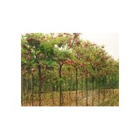常年供应国槐、白蜡、法桐、合欢、垂柳、栾树、苦楝、龙爪槐、花