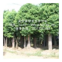 供应湖南移栽香樟
