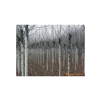 速生杨红叶杨供应