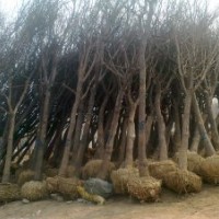 哪里国槐便宜、国槐报价、合欢价格