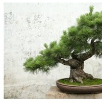 供应红豆杉 罗汉松 香樟小苗绿化苗木