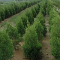 长期供应30-50-90公分侧柏，1.2-1.5-1.8-2米侧柏