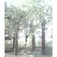 白蜡、国槐、榆树、柳树、紫叶李、木槿、法桐