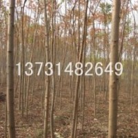 供应：火炬树、速生柳、国槐、白蜡等苗木！