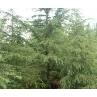 供应雪松
