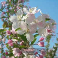 供应北美海棠 西府海棠 冬红海棠（长寿果）开心果