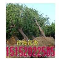 最新银杏树价格参考