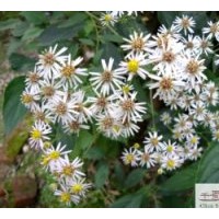 成都工程苗圃苗木水菖蒲高度：30-40公分