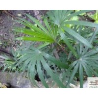 供应苗木棕竹高度：40-50公分