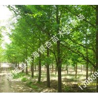 供应精品绿化苗木：10-30公分银杏、法桐等景观大树