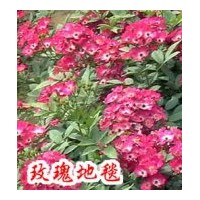 供应地被月季