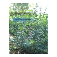 供应；金叶榆，蓝叶忍冬，四季丁香，东北连翘