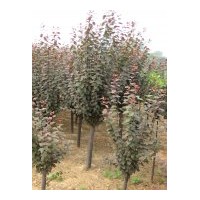 供应紫叶李 2000棵