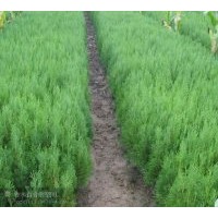 供应侧柏苗 白皮松苗 油松苗 花椒苗 刺槐苗