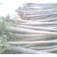 供应合欢、垂柳、栾树、苦楝、龙爪槐、花灌木等各种规格的大小苗