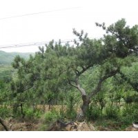 供应松树（造型油松）