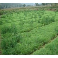 出售30-50公分白皮松，油松，侧柏，华山松，蜀侩，黑松