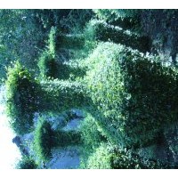 销售绿化苗木及工程用苗皂角、国槐，黄连木，红豆，朴树，菩提，