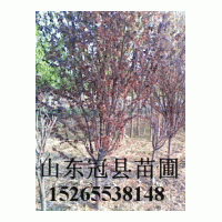 供一二年冠8-20公分国槐，法桐，白蜡